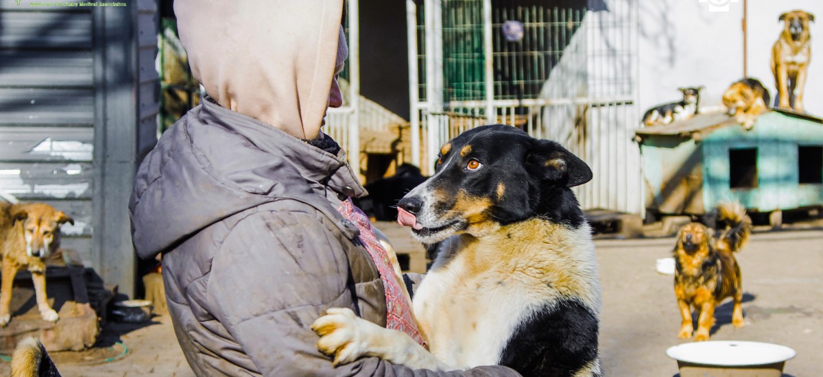 Dogs Life Rescue – Turkey and Ukraine Dog Resuce Mission